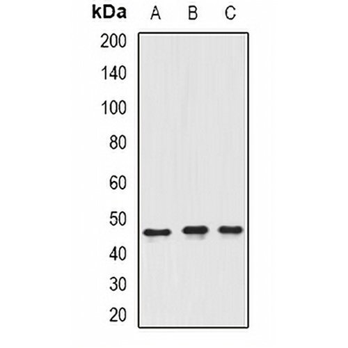 ING3 Rabbit Polyclonal Antibody
