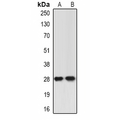 ING5 Rabbit Polyclonal Antibody