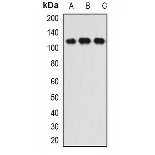 INTS6 Rabbit Polyclonal Antibody