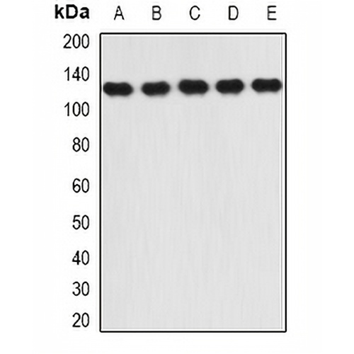 RANBP5 Rabbit Polyclonal Antibody