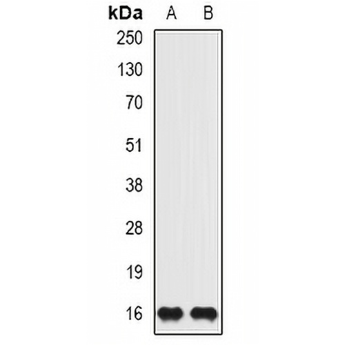 ISG15 Rabbit Polyclonal Antibody