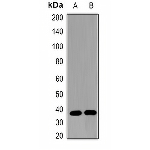 Omentin Rabbit Polyclonal Antibody