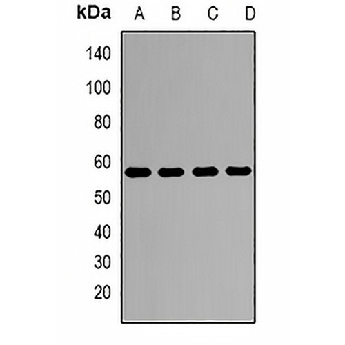 Kv9.3 Rabbit Polyclonal Antibody