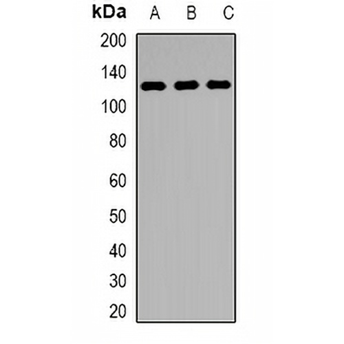 KDM1A Rabbit Polyclonal Antibody