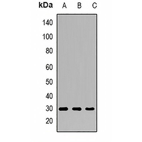 SCF Rabbit Polyclonal Antibody