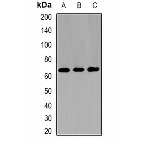 Kinesin 2 Rabbit Polyclonal Antibody