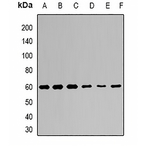KLF4 Rabbit Polyclonal Antibody