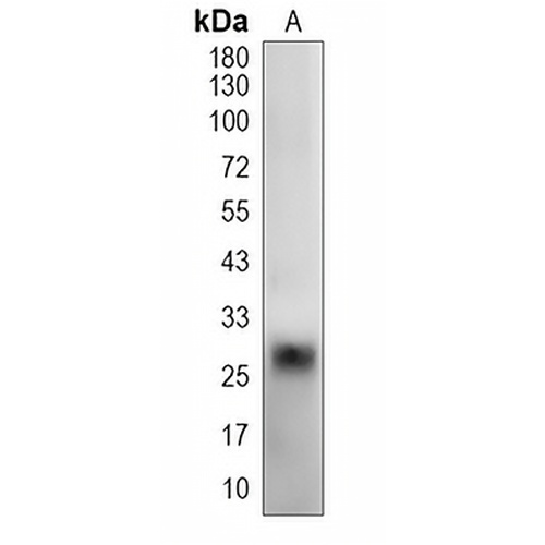 Kallikrein 1 Rabbit Polyclonal Antibody