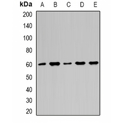 Importin alpha 1 Rabbit Polyclonal Antibody