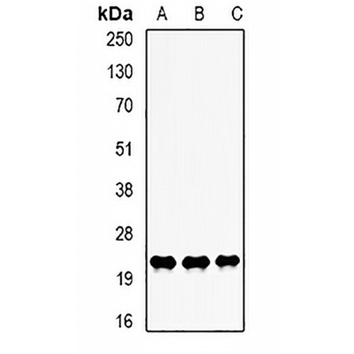 LITAF Rabbit Polyclonal Antibody