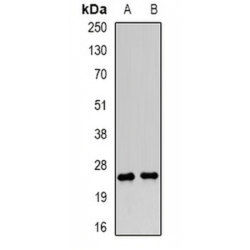 LY86 Rabbit Polyclonal Antibody