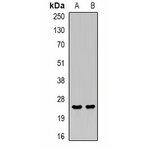 MD-2 Rabbit Polyclonal Antibody