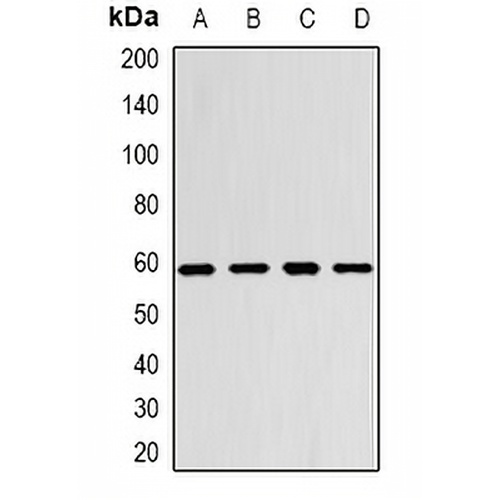 Monoamine Oxidase B Rabbit Polyclonal Antibody