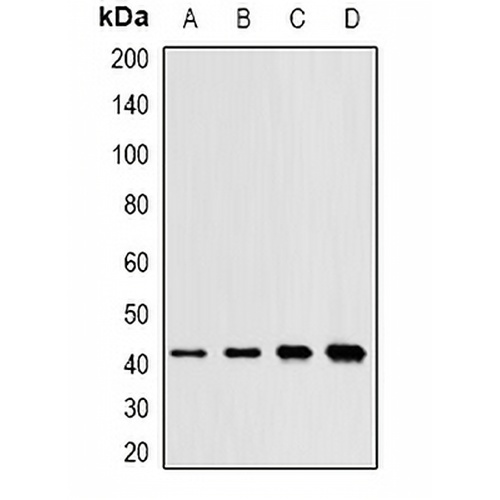 SAPK2 Rabbit Polyclonal Antibody