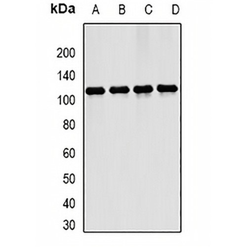 ERK5 Rabbit Polyclonal Antibody