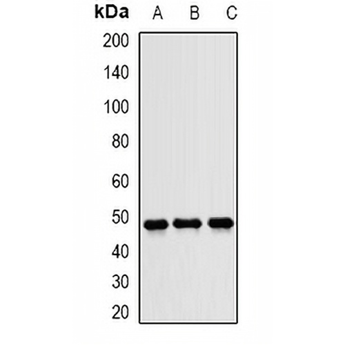 JNK1 Rabbit Polyclonal Antibody