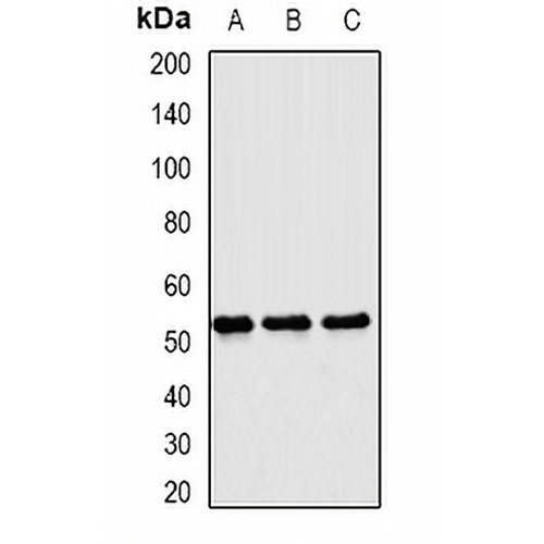 Matrilin 3 Rabbit Polyclonal Antibody