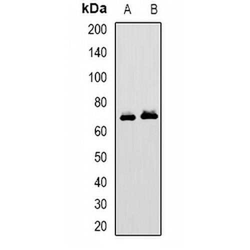 MAVS Rabbit Polyclonal Antibody