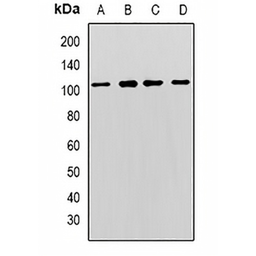 MCM3 Rabbit Polyclonal Antibody