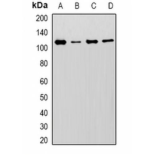 MCM6 Rabbit Polyclonal Antibody
