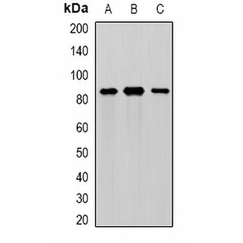 MEP1A Rabbit Polyclonal Antibody