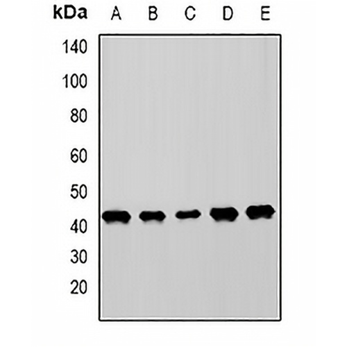 MICA Rabbit Polyclonal Antibody