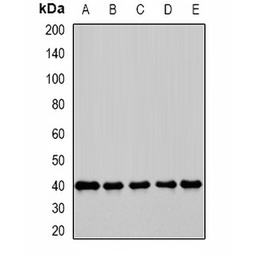 GBL Rabbit Polyclonal Antibody