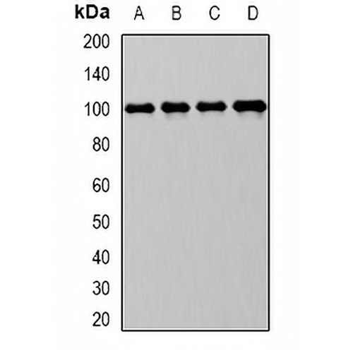 CD10 Rabbit Polyclonal Antibody