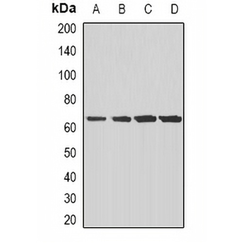 CD204 Rabbit Polyclonal Antibody