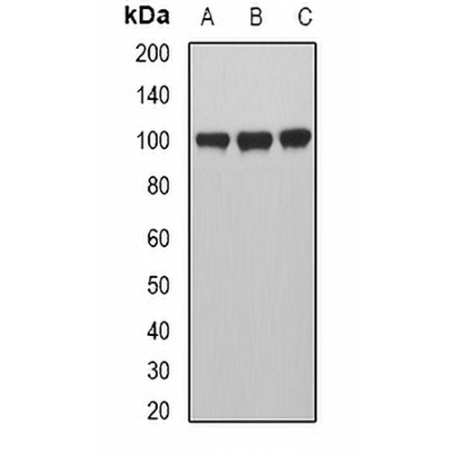MVP Rabbit Polyclonal Antibody