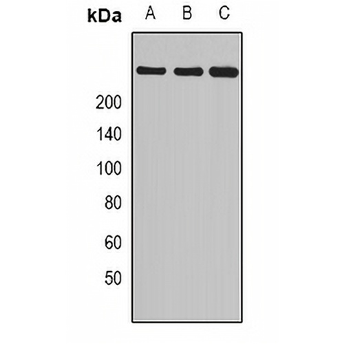 Myosin 1 Rabbit Polyclonal Antibody