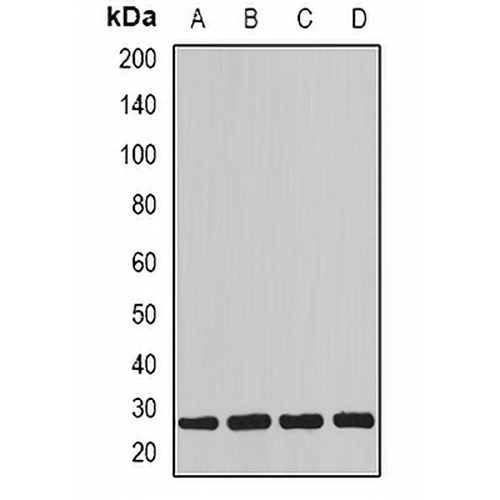 MYOG Rabbit Polyclonal Antibody