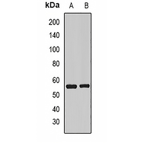 Visfatin Rabbit Polyclonal Antibody