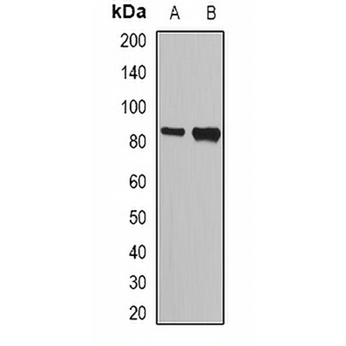 NASP Rabbit Polyclonal Antibody