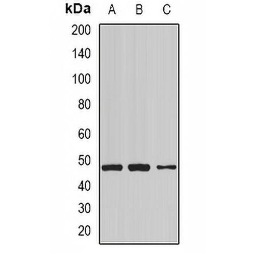 NCK1 Rabbit Polyclonal Antibody