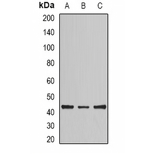 NCK2 Rabbit Polyclonal Antibody