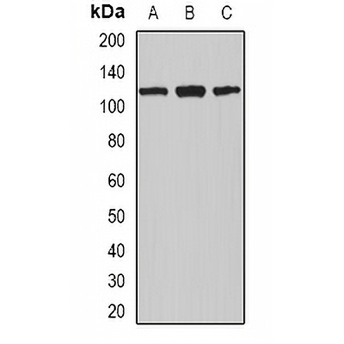 Nucleolin Rabbit Polyclonal Antibody