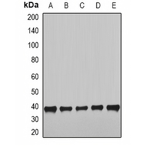 NUDE Rabbit Polyclonal Antibody