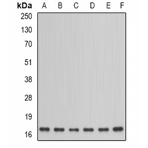 NDUFA12 Rabbit Polyclonal Antibody