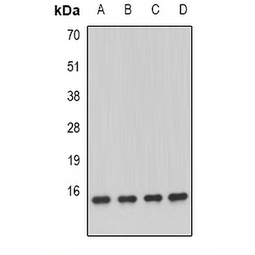 GRIM19 Rabbit Polyclonal Antibody