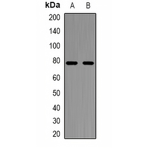 NFAT2 Rabbit Polyclonal Antibody