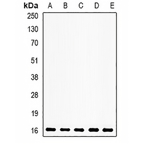 Neuroglobin Rabbit Polyclonal Antibody