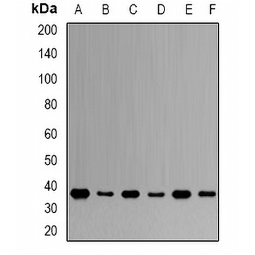 NKX2-5 Rabbit Polyclonal Antibody
