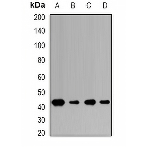 TUSC4 Rabbit Polyclonal Antibody