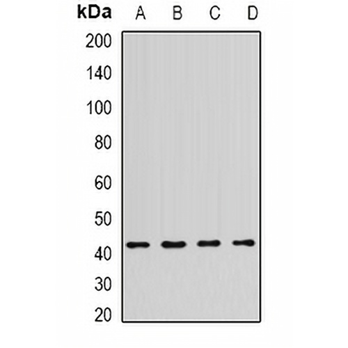NPY4R Rabbit Polyclonal Antibody