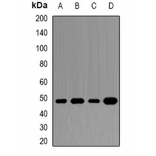 DAX1 Rabbit Polyclonal Antibody