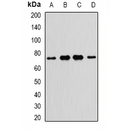 NR2C1 Rabbit Polyclonal Antibody