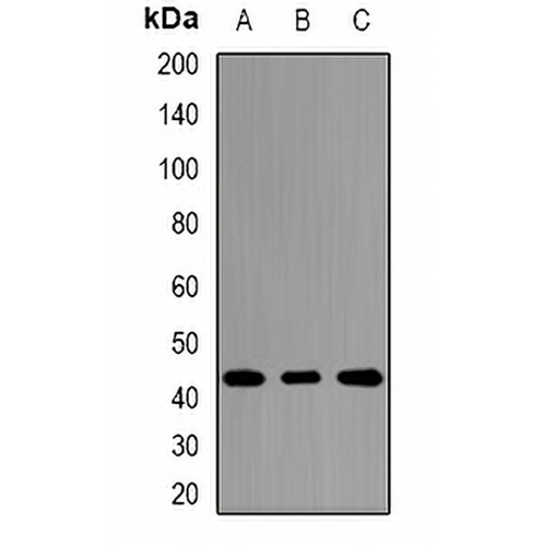 TLX Rabbit Polyclonal Antibody