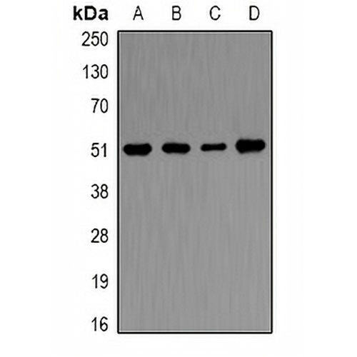 Ornithine Decarboxylase Rabbit Polyclonal Antibody