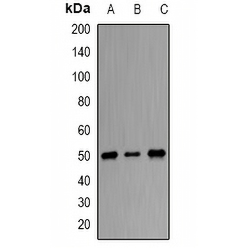 ORC4 Rabbit Polyclonal Antibody